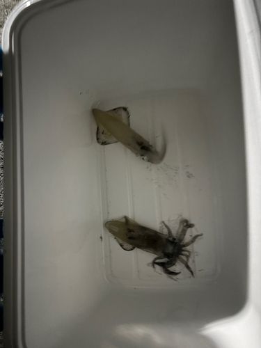 マメイカの釣果