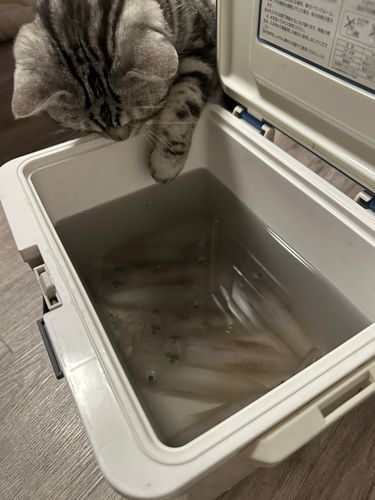マメイカの釣果