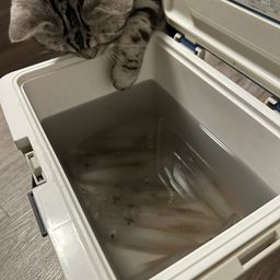 マメイカ