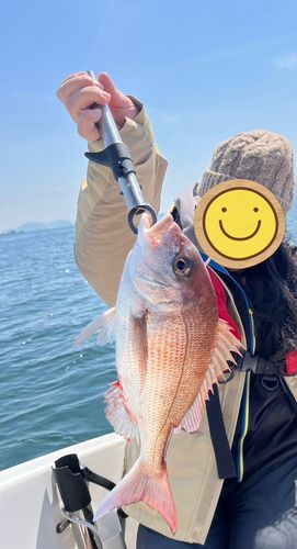 マダイの釣果