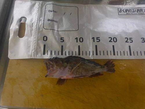 カサゴの釣果