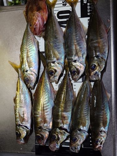 アジの釣果