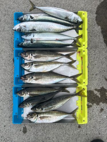 アジの釣果