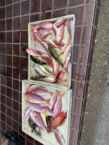 イトヨリダイの釣果