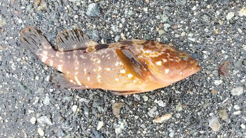 キジハタの釣果