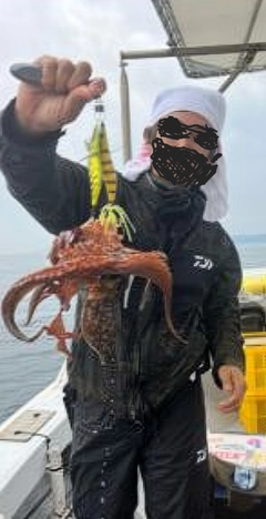 タコの釣果
