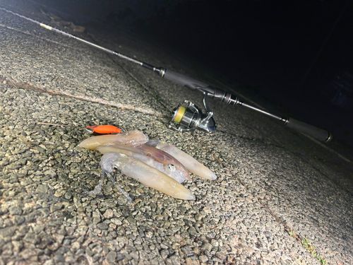 マメイカの釣果