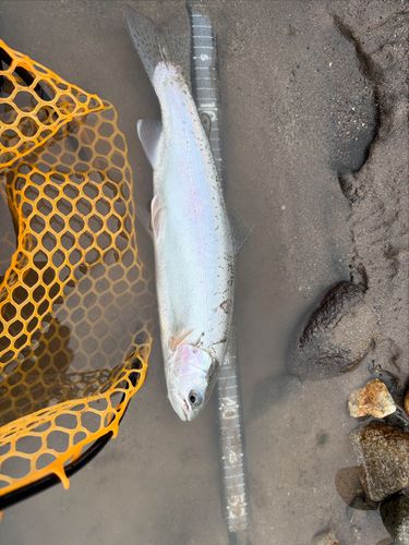 ニジマスの釣果