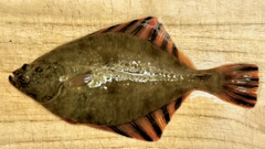 カレイの釣果