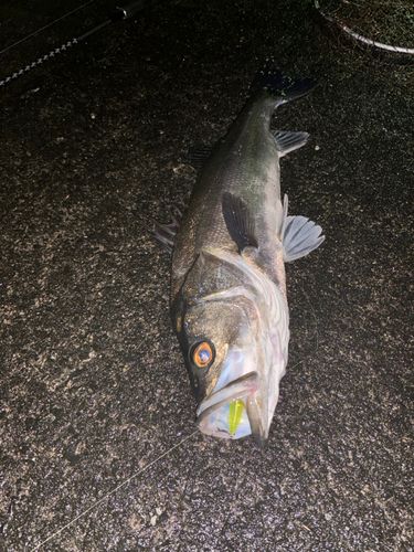 シーバスの釣果