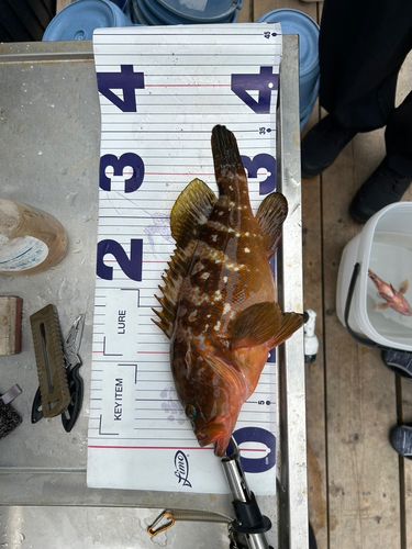 キジハタの釣果