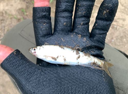 オイカワの釣果