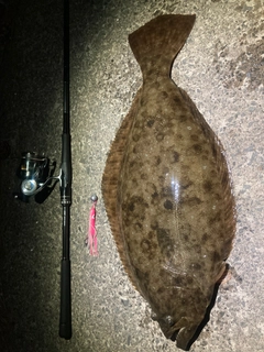 ヒラメの釣果