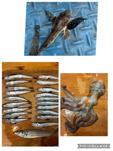 イワシの釣果