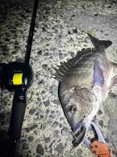 チヌの釣果