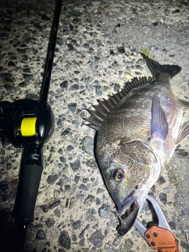 チヌの釣果