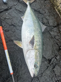 ヤズの釣果