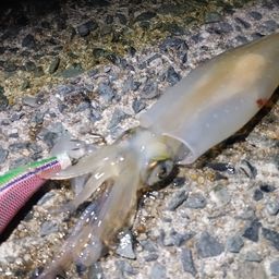 ケンサキイカ