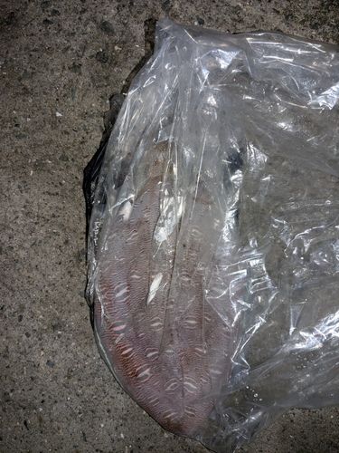 モンゴウイカの釣果