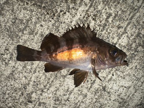 メバルの釣果