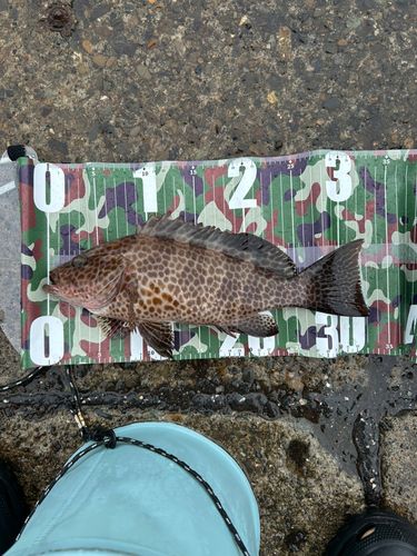 オオモンハタの釣果