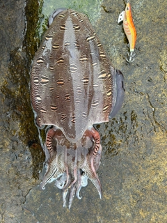 モンゴウイカの釣果