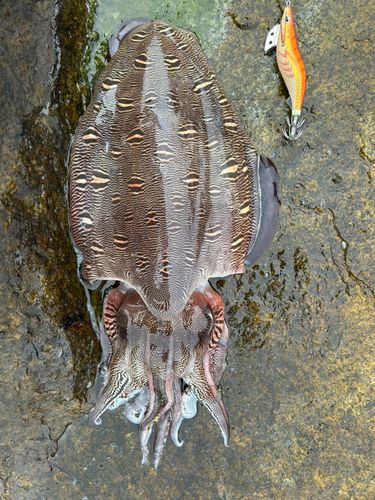 モンゴウイカの釣果