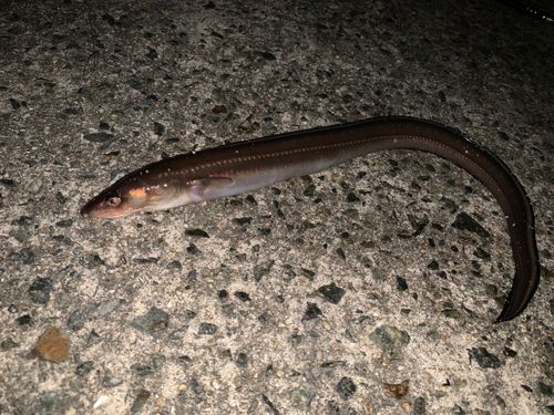 マアナゴの釣果