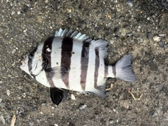 サンバソウの釣果