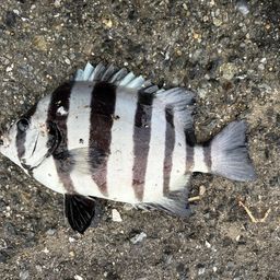 サンバソウ