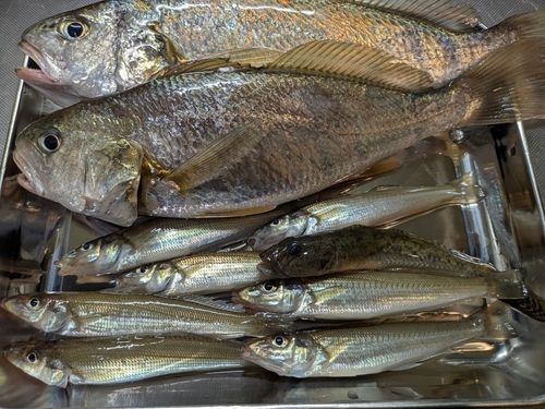 イシモチの釣果