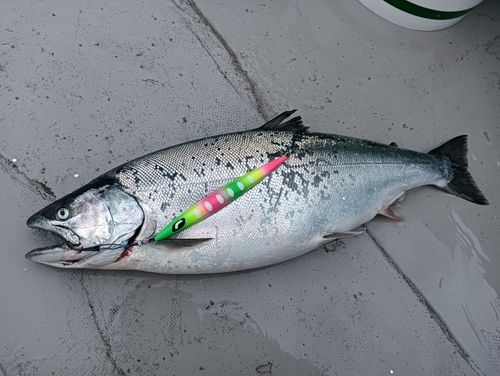 サクラマスの釣果