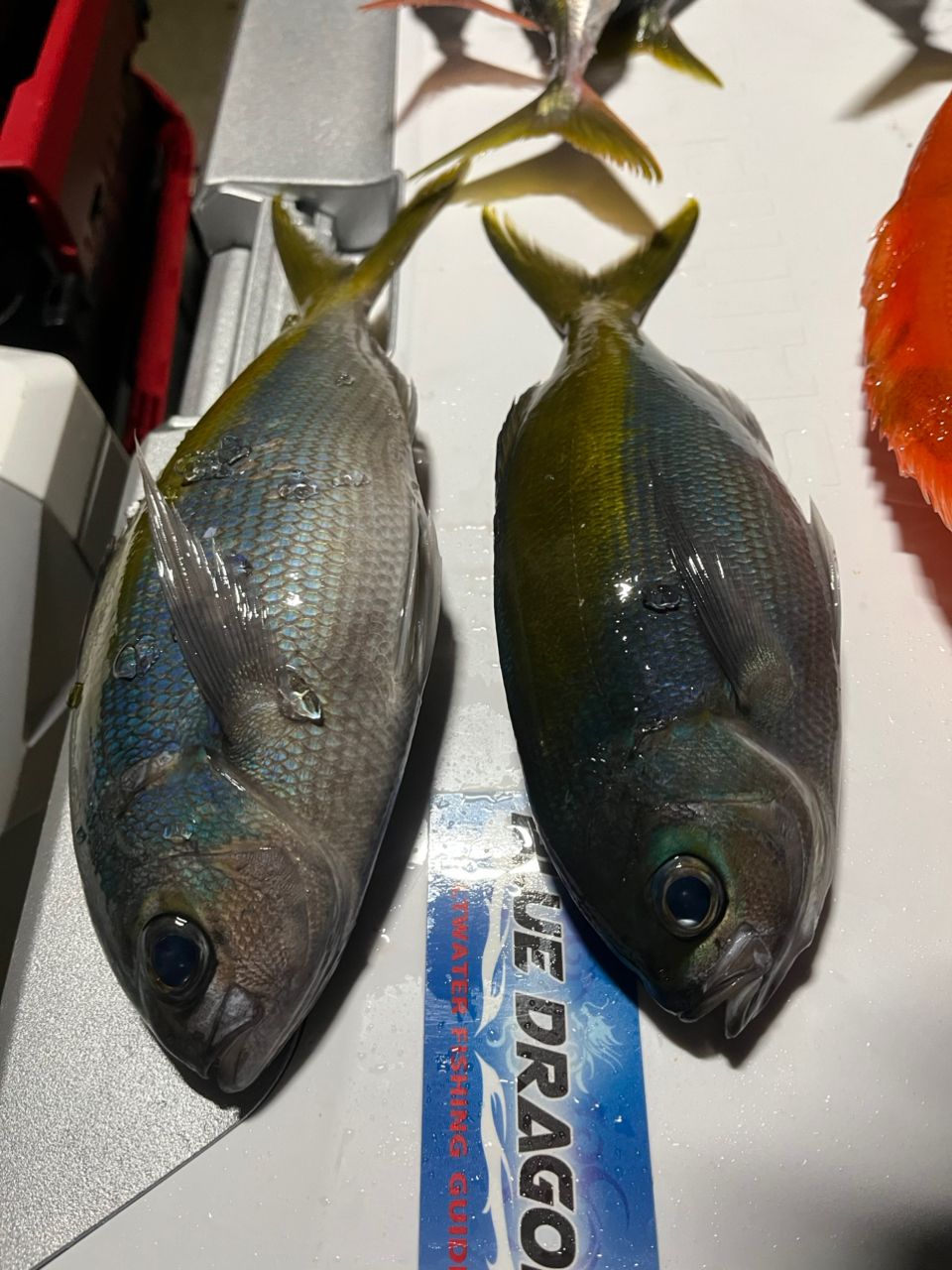 SHIMANO 20トリウム 2000HGの最安値・インプレ・釣果 | 本音の