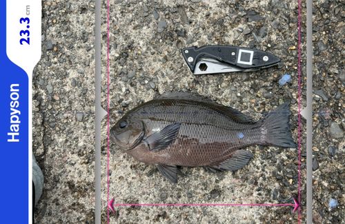 メジナの釣果