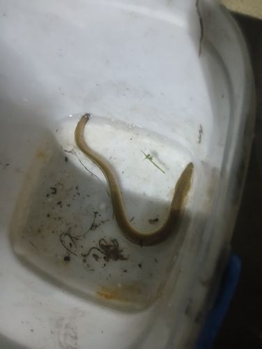 ウナギの釣果