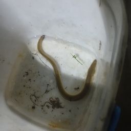 ウナギ