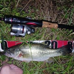 ラージマウスバス