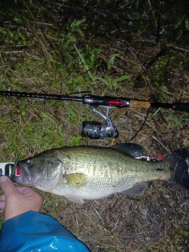 ラージマウスバス