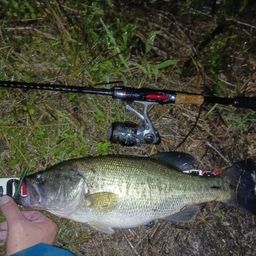 ラージマウスバス