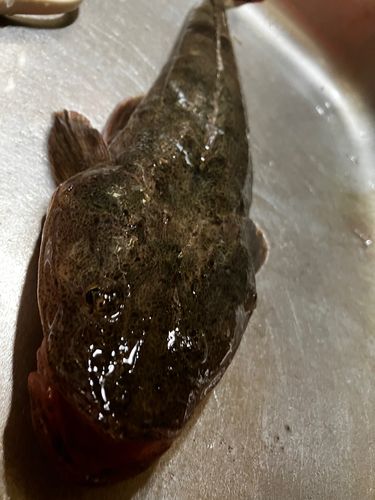 マゴチの釣果