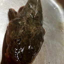 マゴチ