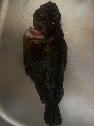 ハチガラの釣果