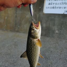 アメマス