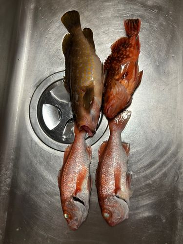 アカムツの釣果