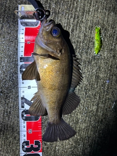 メバルの釣果