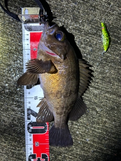 メバルの釣果