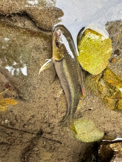 カワムツの釣果