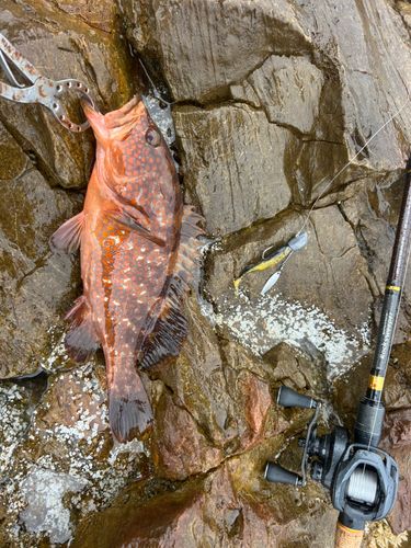 キジハタの釣果