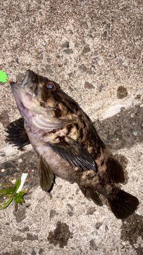 クロソイの釣果