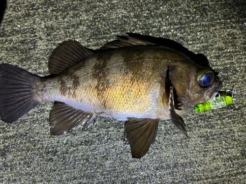 メバルの釣果